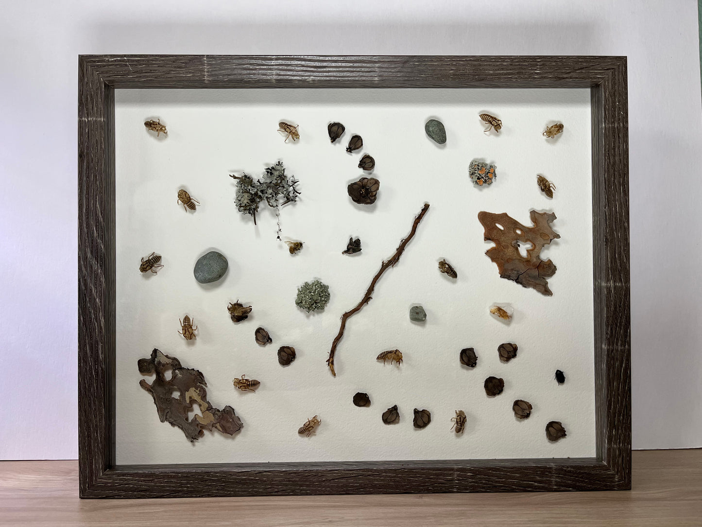Cicada Cases(exuviae) Bark Lichen Seeds Rocks