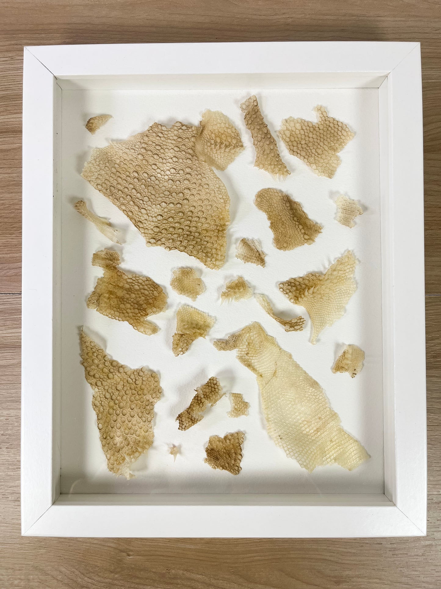 Collage Bearded Dragon Shed