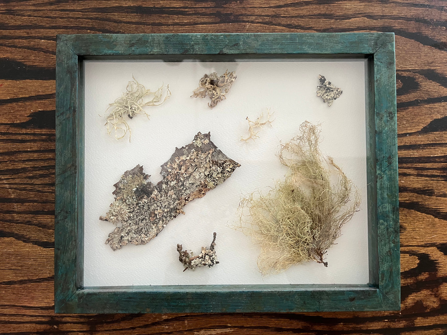 Collage WA Lichen