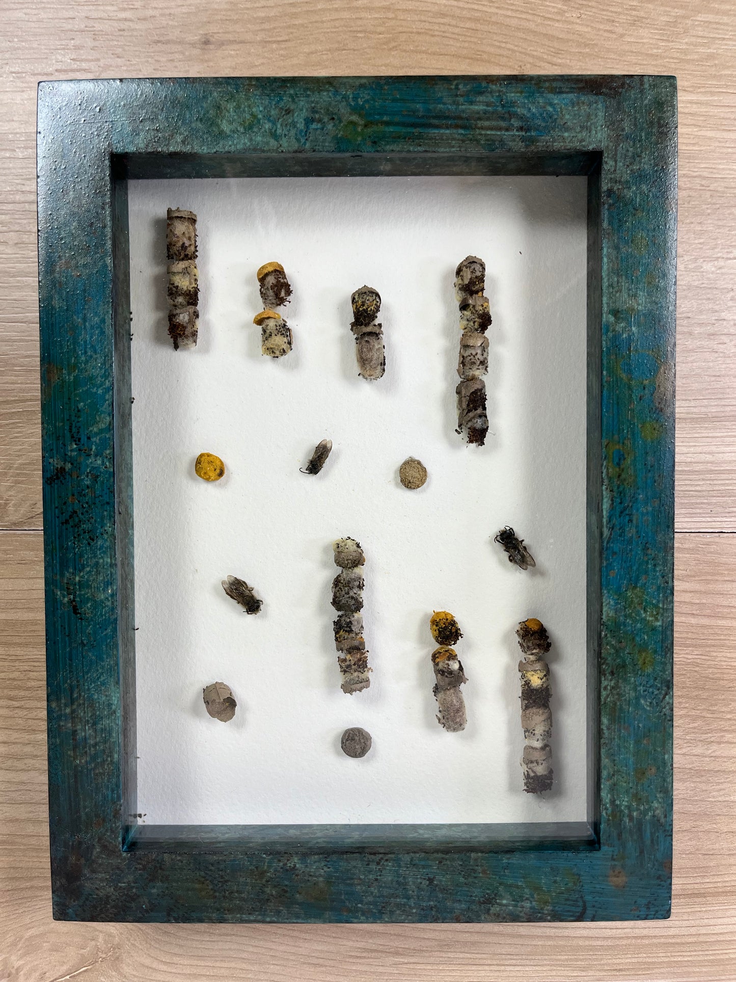 Collage Mason Bees