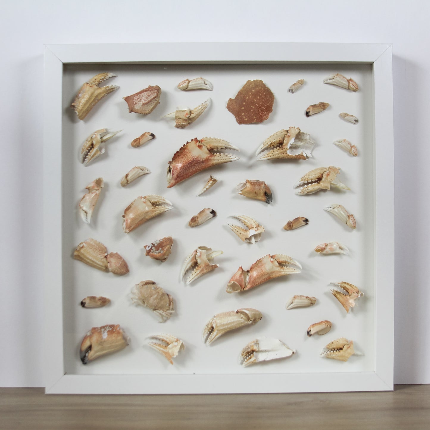 Crab Claws