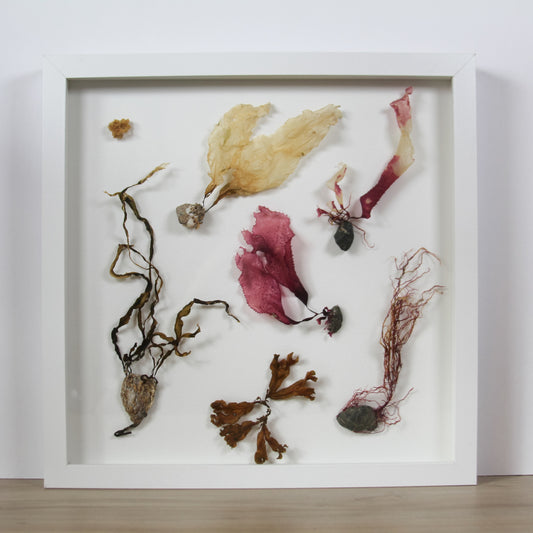 Various Seaweed Rocks Sponge