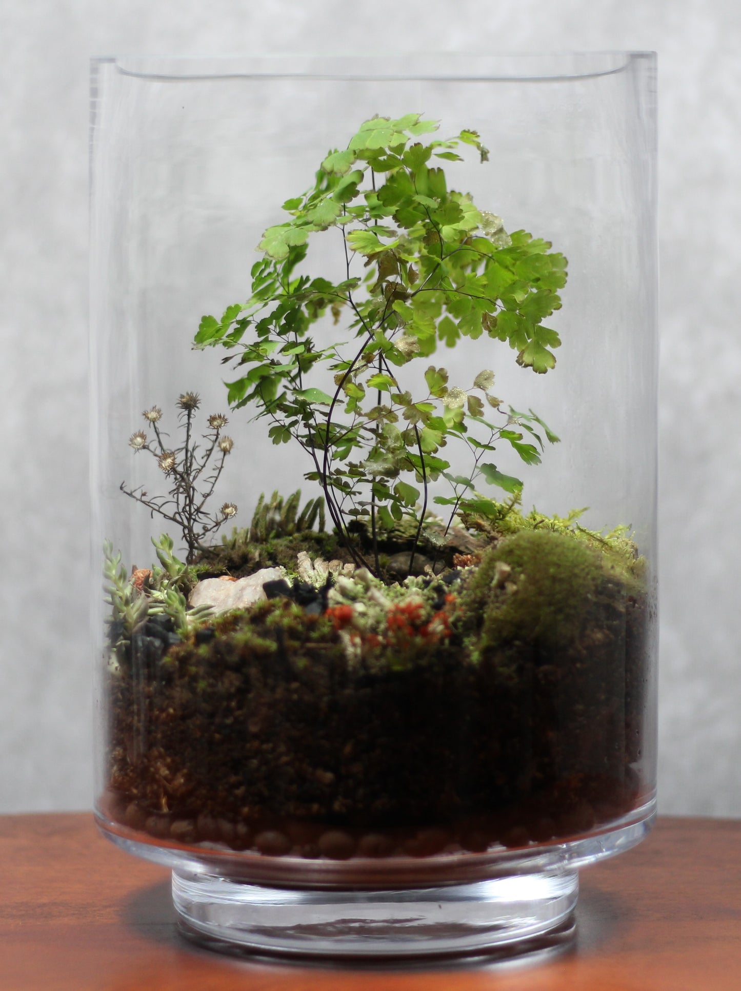 Terrarium Menagerie 1