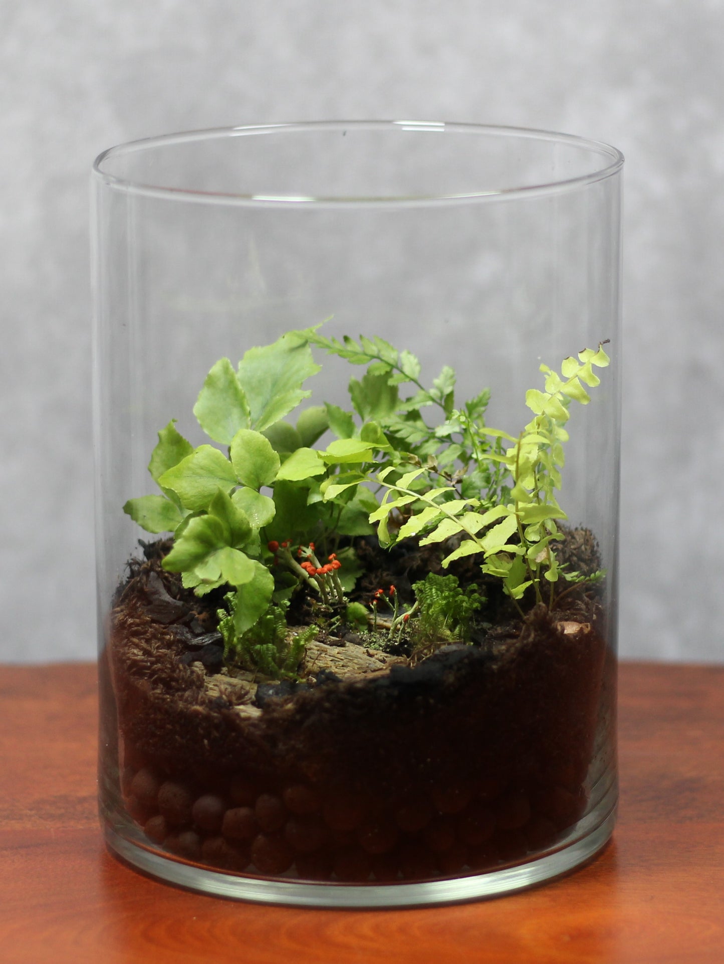 Terrarium Menagerie 3
