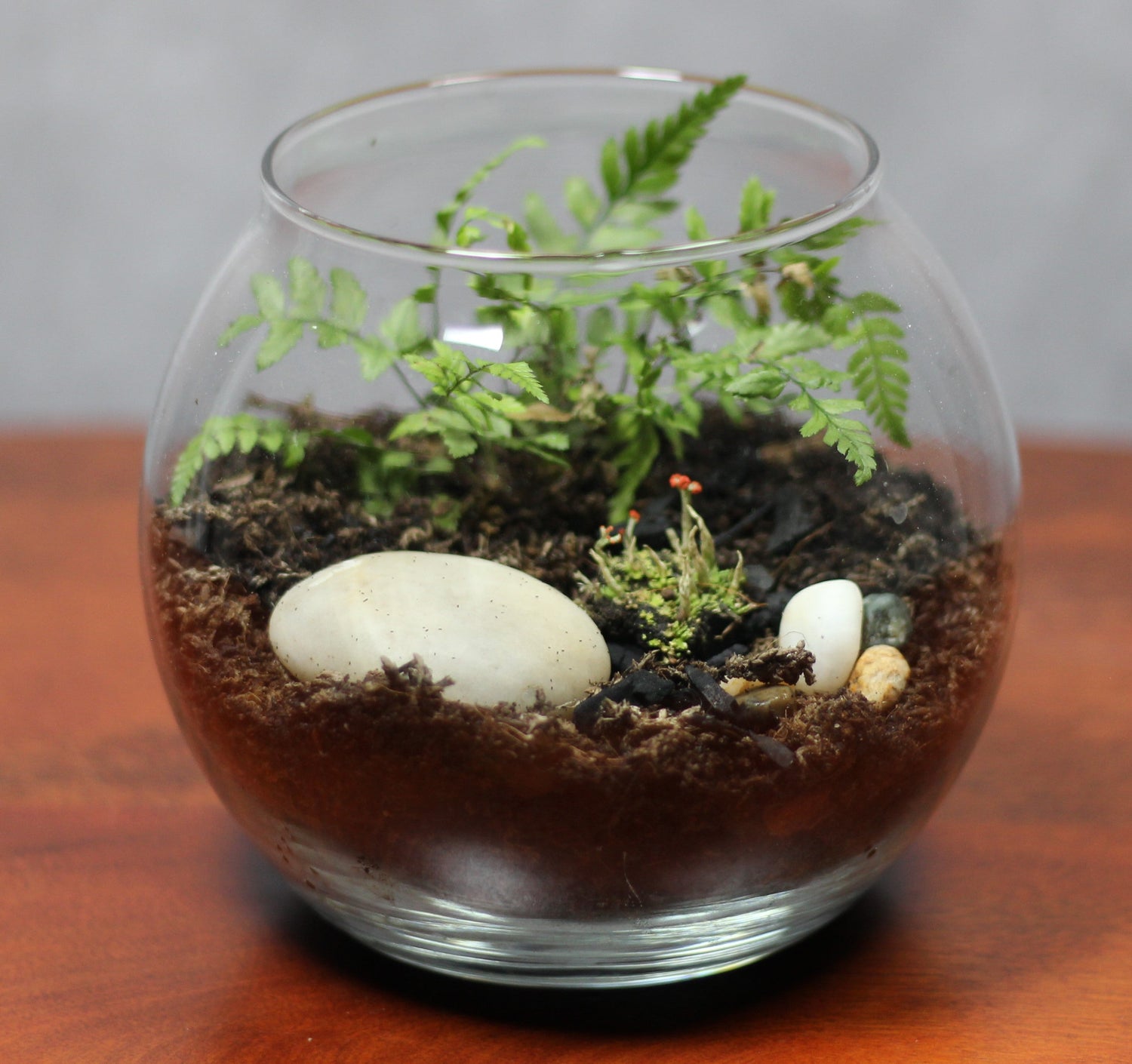 Terrarium 4
