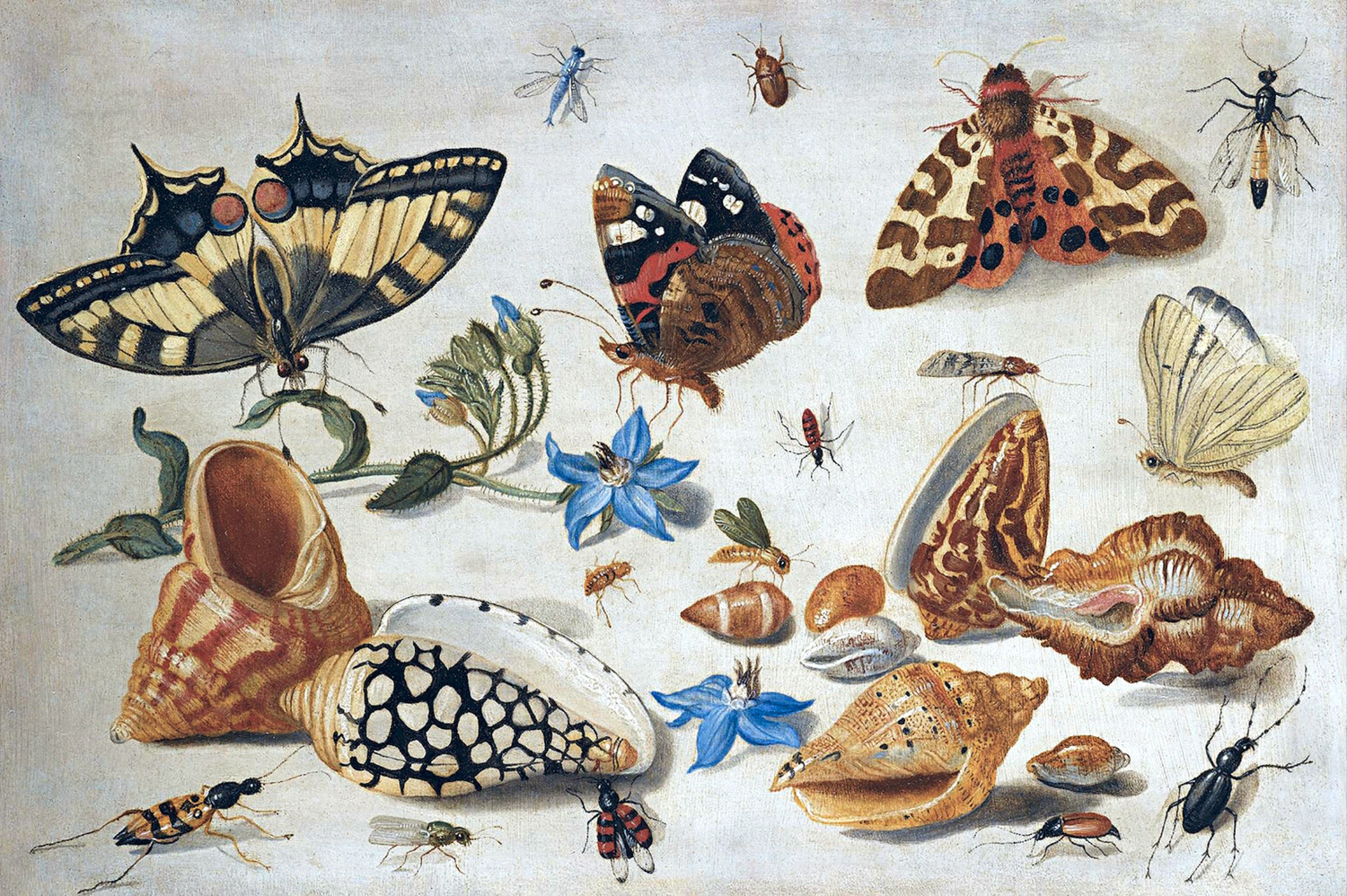 A Swallowtail (Papilio machaon), a Red Admiral, Sea Shells, and Insects