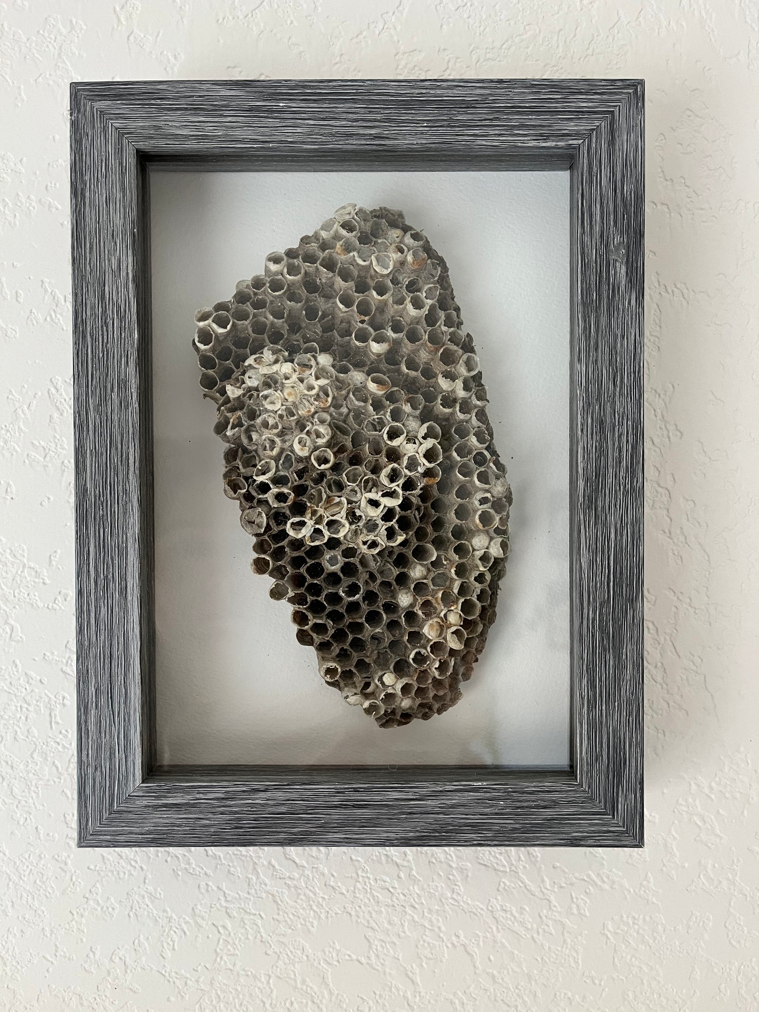Collage Wasp Nest