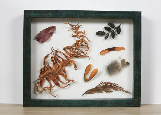 Leaves Fern Feather Cone Seeds