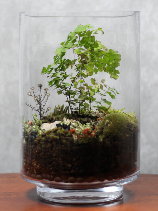 Terrarium Menagerie 1